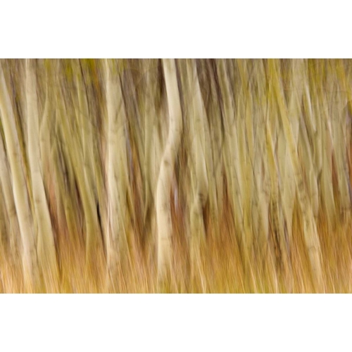 USA, Montana Abstract of aspen forest